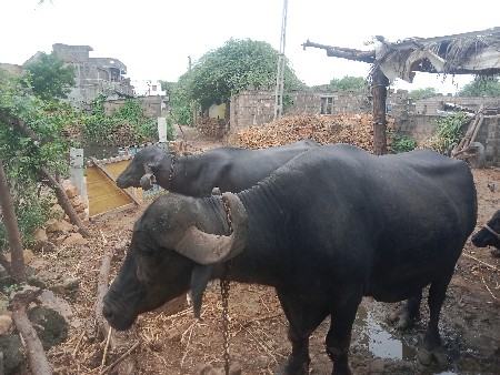 બે ભેંસ વેચવાની છે અને