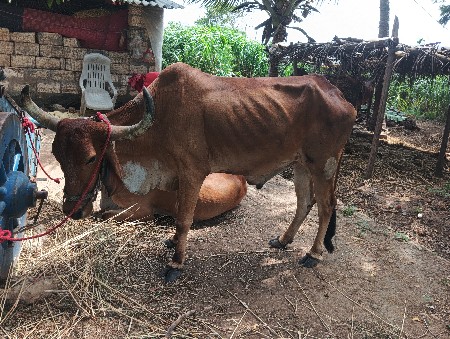 બળદ વેશવાનો છે