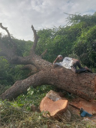 લાકડા