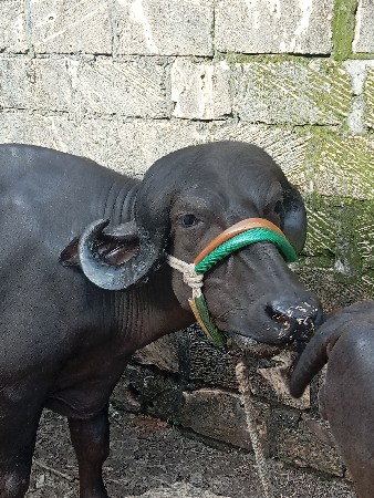 કુતિયાણા પોરબંદર