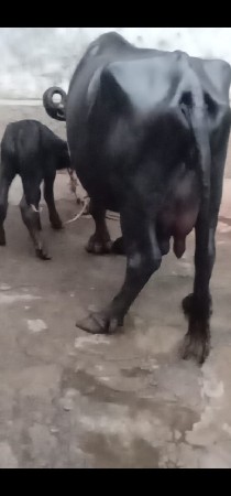 ભેંસ વેચવાનું છે