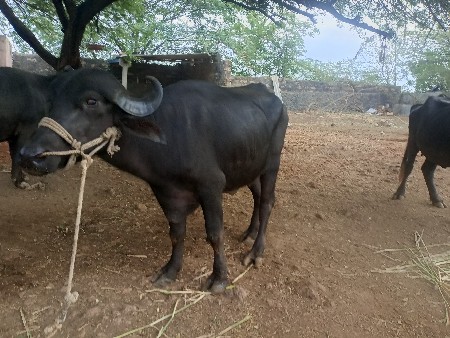 બે.ખડેલા વેચવાના છે