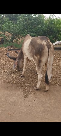 બળદ વેચવાનો છે