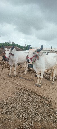 શિવ સાહેબ