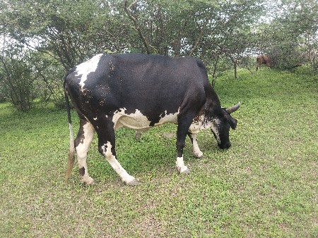 ગાય વેચવાની છે