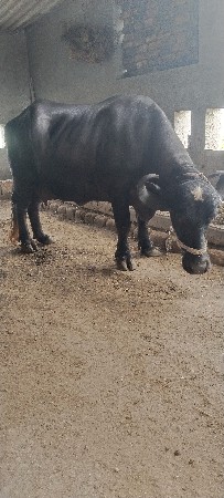બીજું વેતરણમાં ભેંસ