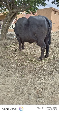 vetar 3