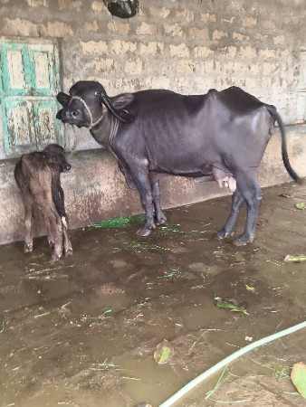 ભેંસ વેચવાની છે