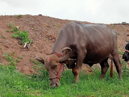 ભેસ