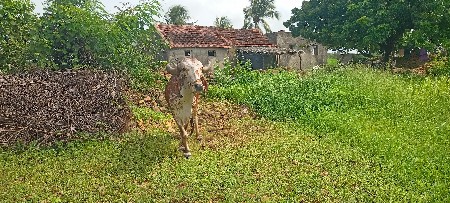 બળદ વેચવાનો છે.