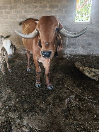 ઘોડી લેવાની સે