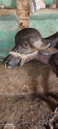 પાડો વેસવાનો સે જાફરબાદી