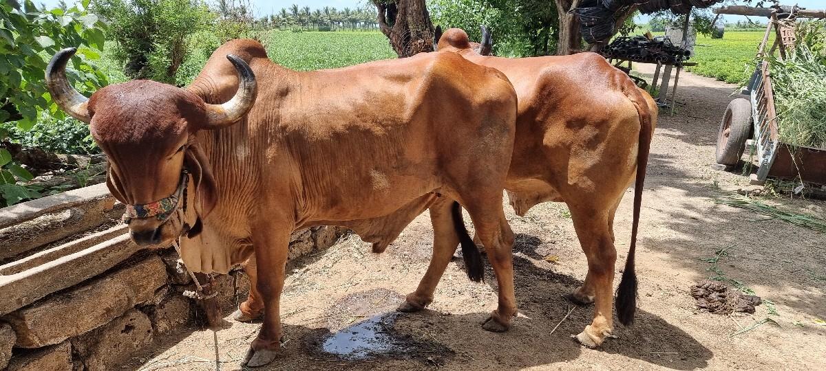 બળદ વેચવાના છે