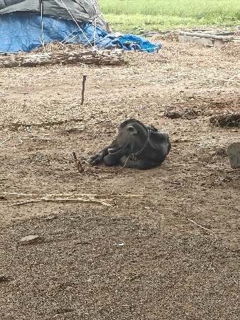 બીજુ વેતર વિયાણી એક દીવશ થયો