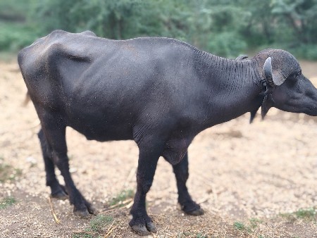 પાડો
9429813771