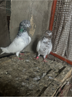 Kabootar