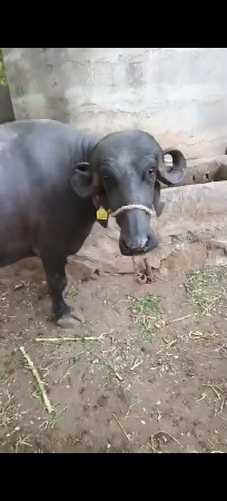 જાફરાબાદી ખડેલી વેચવાની છે