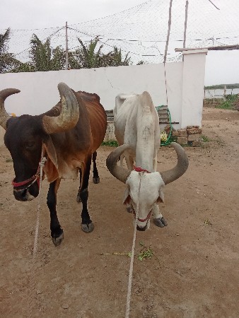 બળદ આપવા ના શે