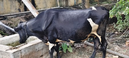 SF cross ગાય વેસવાની સે