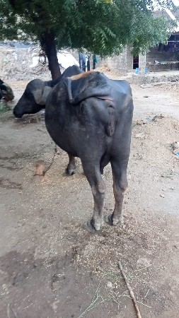 ભેંસ વેચવાની છે