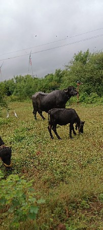 ભેંસ વેચવાની છે