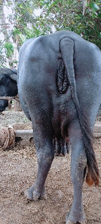 ભેંસ વેચવાની છે