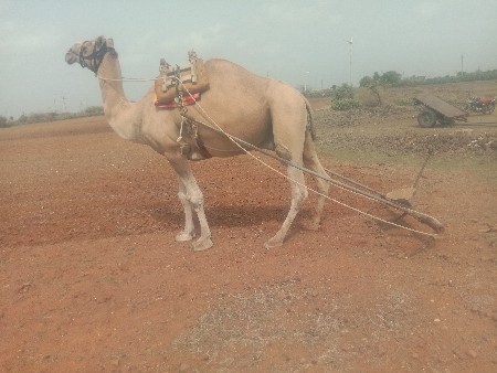 વેચવા નોછે