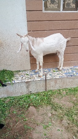હસનભાઈ