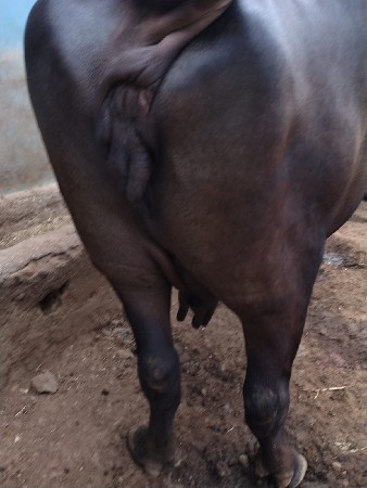 ભેંસ વેચવાની છે