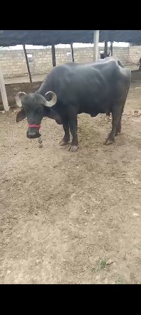 પેલું વેતર
