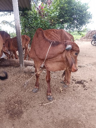 ખુટ