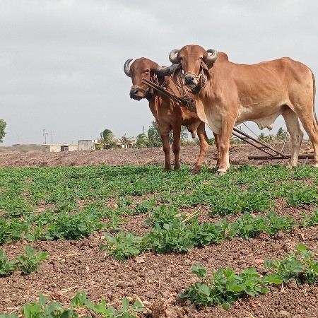 ગો ઢલા વેચવાના છે