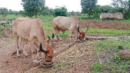 ગોઢલા 9974691439