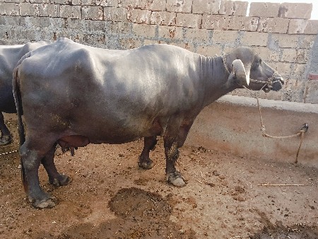 ભેંસ વેચવાની સે