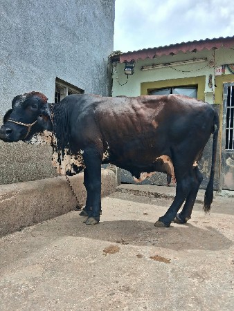 બોડી ગાય વેચવાની છે