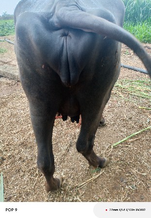 ભેંસ વેચવાની છે