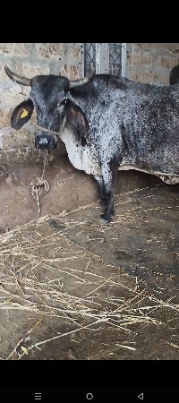 2   HF ક્રોસ ગાયું વેસવાનિ છે