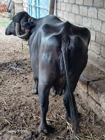 ભેંસ વેચવા ની છે