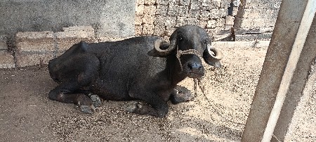 ખડેલુ વેચવાનું છે
