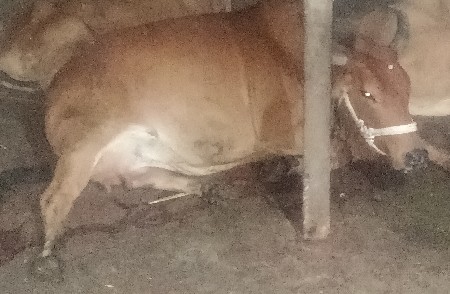 અર્જુન ગોલટર