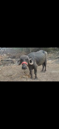 ખળેલી