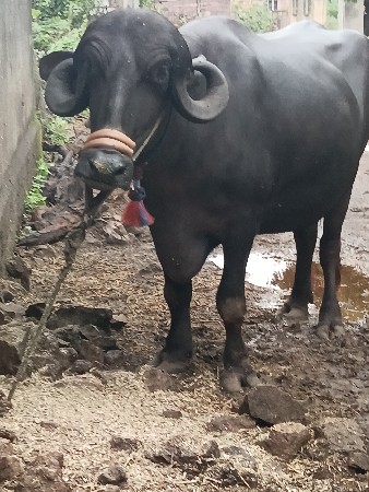 પેલું વેતર ખડેલી વેચવાની છે