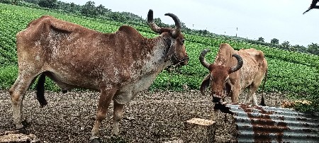 બળદ વેચવાના છે