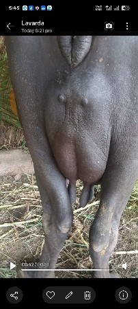 તીજુ વેતર