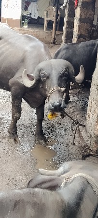 આ ખડેલી વેચવાની છે