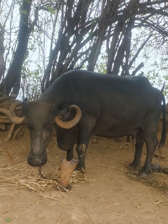 besh vechvani che