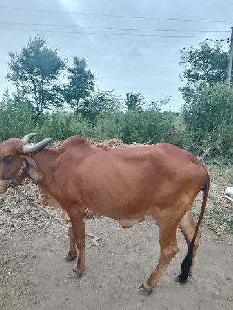 ગાય વેચવાની છે.