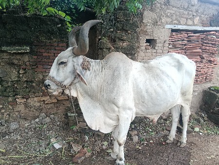 બળદ વેચવાના છે.