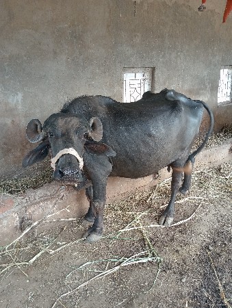 ભેંસ વેચવાની છે