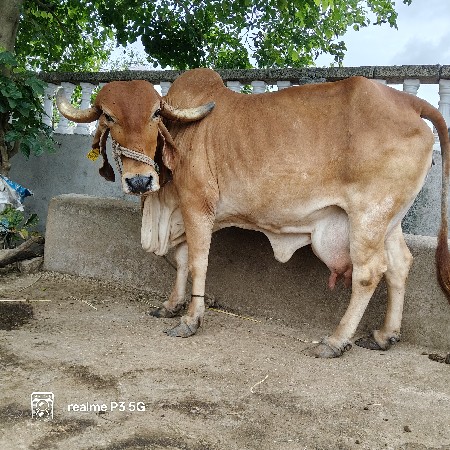 ગિર ગાય ને વાછડી દેવાના છે